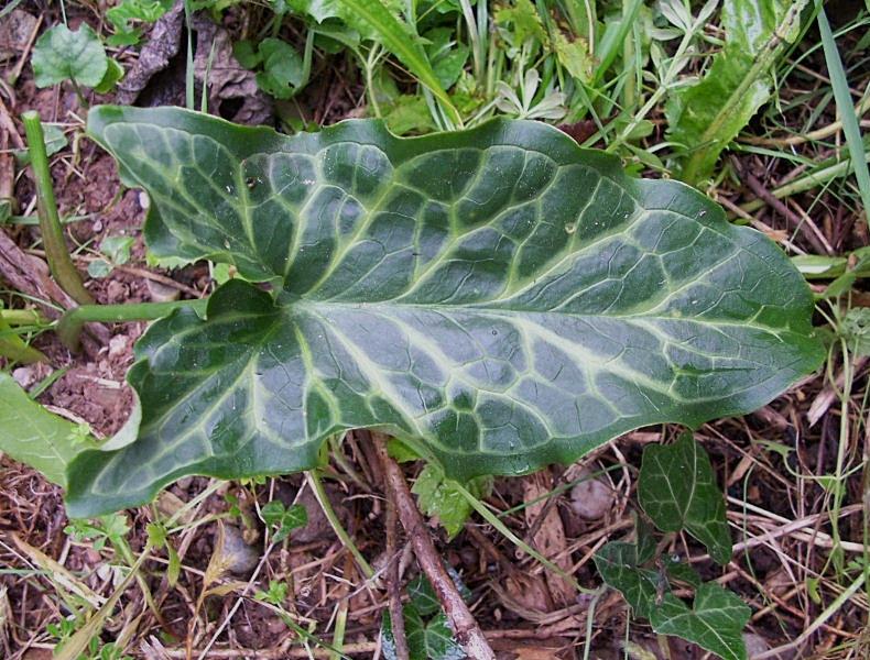 Arum italicum subsp. italicum / Gigaro,  Pan di serpe